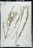 Scutellaria galericulata image