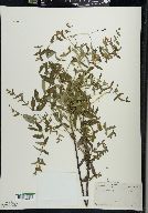 Scutellaria galericulata image