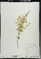 Scutellaria galericulata image