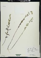 Scutellaria galericulata image