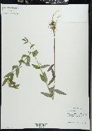 Scutellaria galericulata image