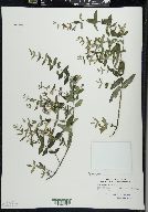 Scutellaria galericulata image