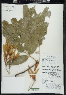 Fraxinus profunda image