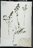 Melampyrum lineare image