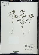 Melampyrum lineare image