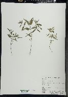 Melampyrum lineare image