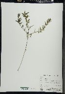 Melampyrum lineare image