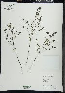 Melampyrum lineare image