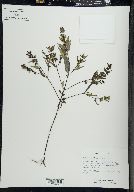 Melampyrum lineare image