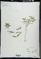 Melampyrum lineare image