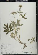 Hydrophyllum virginianum image