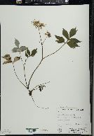 Hydrophyllum virginianum image