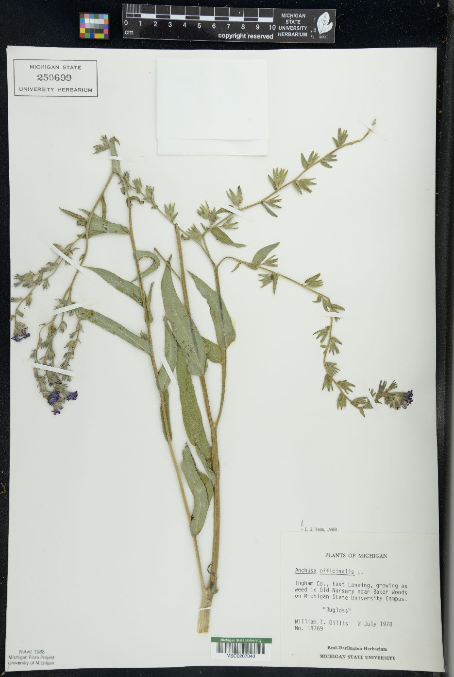 Anchusa officinalis image