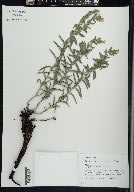 Lithospermum caroliniense image