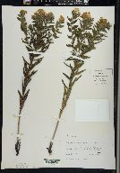 Lithospermum caroliniense image