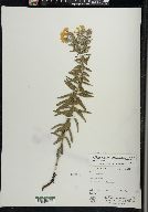 Lithospermum caroliniense image