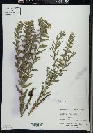 Lithospermum caroliniense image