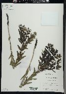 Lithospermum caroliniense image