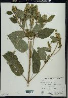 Agastache nepetoides image