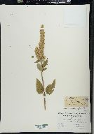 Agastache scrophulariifolia image