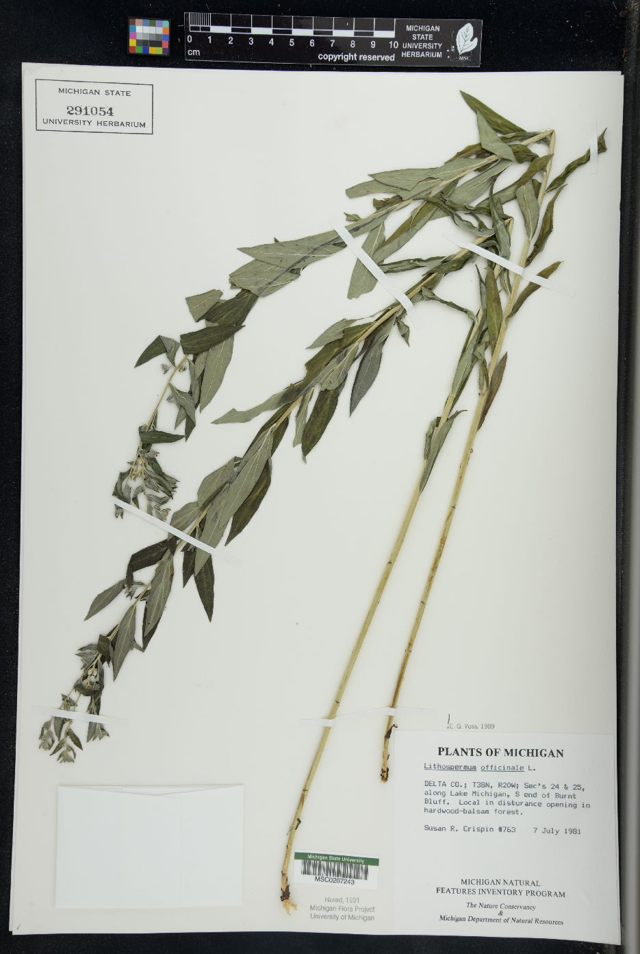 Lithospermum officinale image