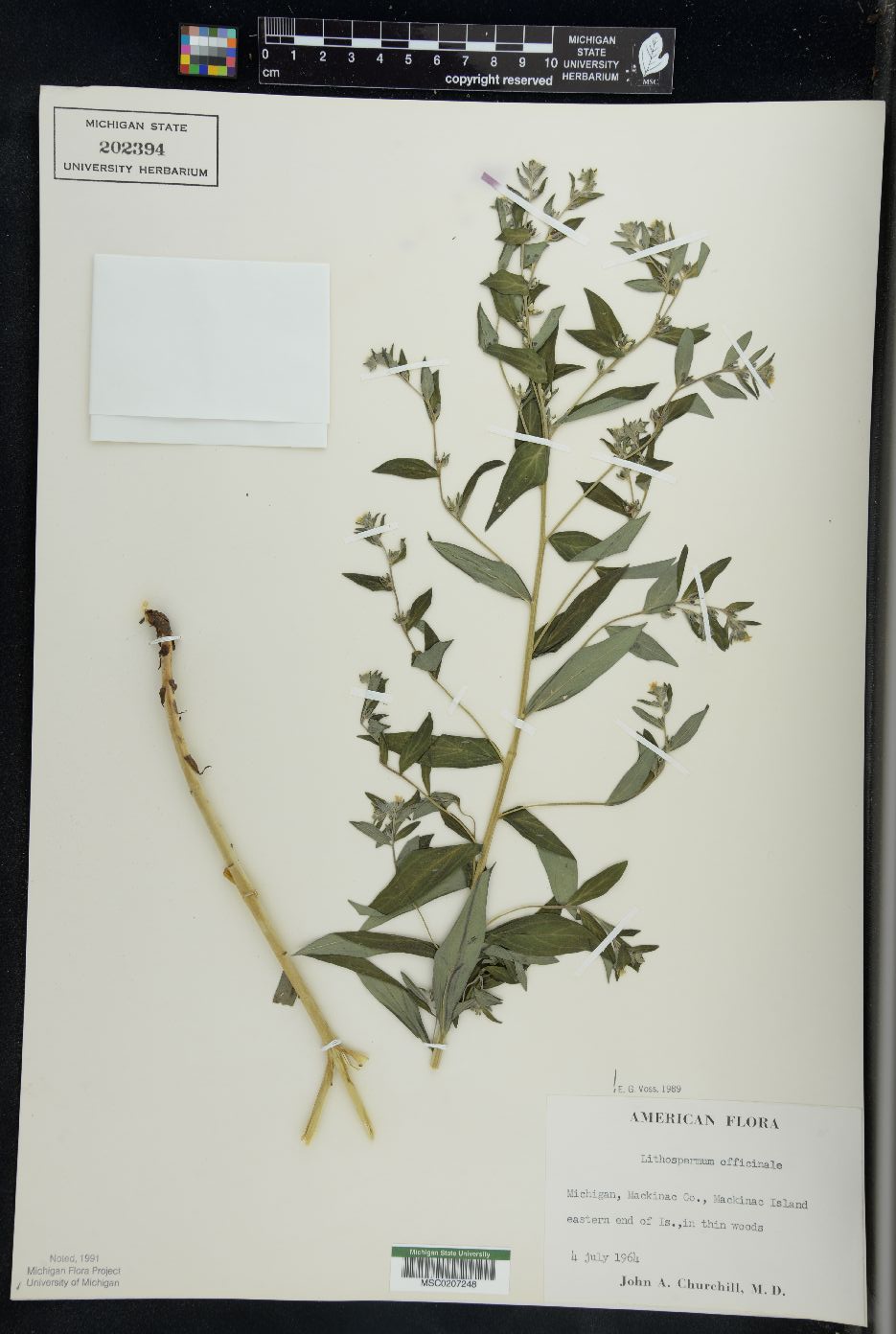 Lithospermum officinale image