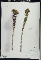 Lithospermum caroliniense image