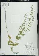 Scutellaria galericulata image