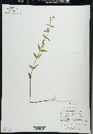 Scutellaria galericulata image