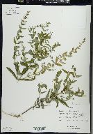 Scutellaria galericulata image