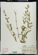 Scutellaria galericulata image