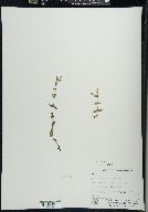 Scutellaria galericulata image