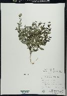 Scutellaria galericulata image