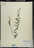 Scutellaria galericulata image