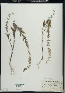 Scutellaria galericulata image