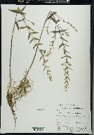 Scutellaria galericulata image