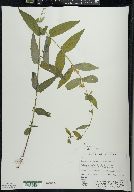 Scutellaria galericulata image