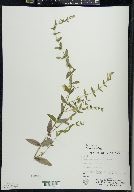 Scutellaria galericulata image