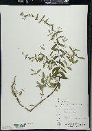 Scutellaria galericulata image