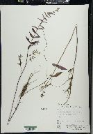 Scutellaria galericulata image