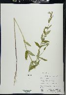 Scutellaria galericulata image