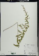 Scutellaria galericulata image