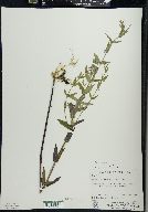 Scutellaria galericulata image