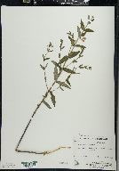 Scutellaria galericulata image