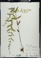 Scutellaria galericulata image