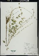 Scutellaria galericulata image