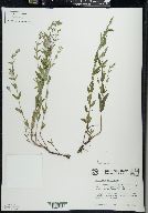 Scutellaria galericulata image