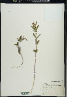 Scutellaria galericulata image