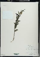 Scutellaria galericulata image