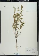 Scutellaria galericulata image